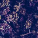 What is Terpinolene?
