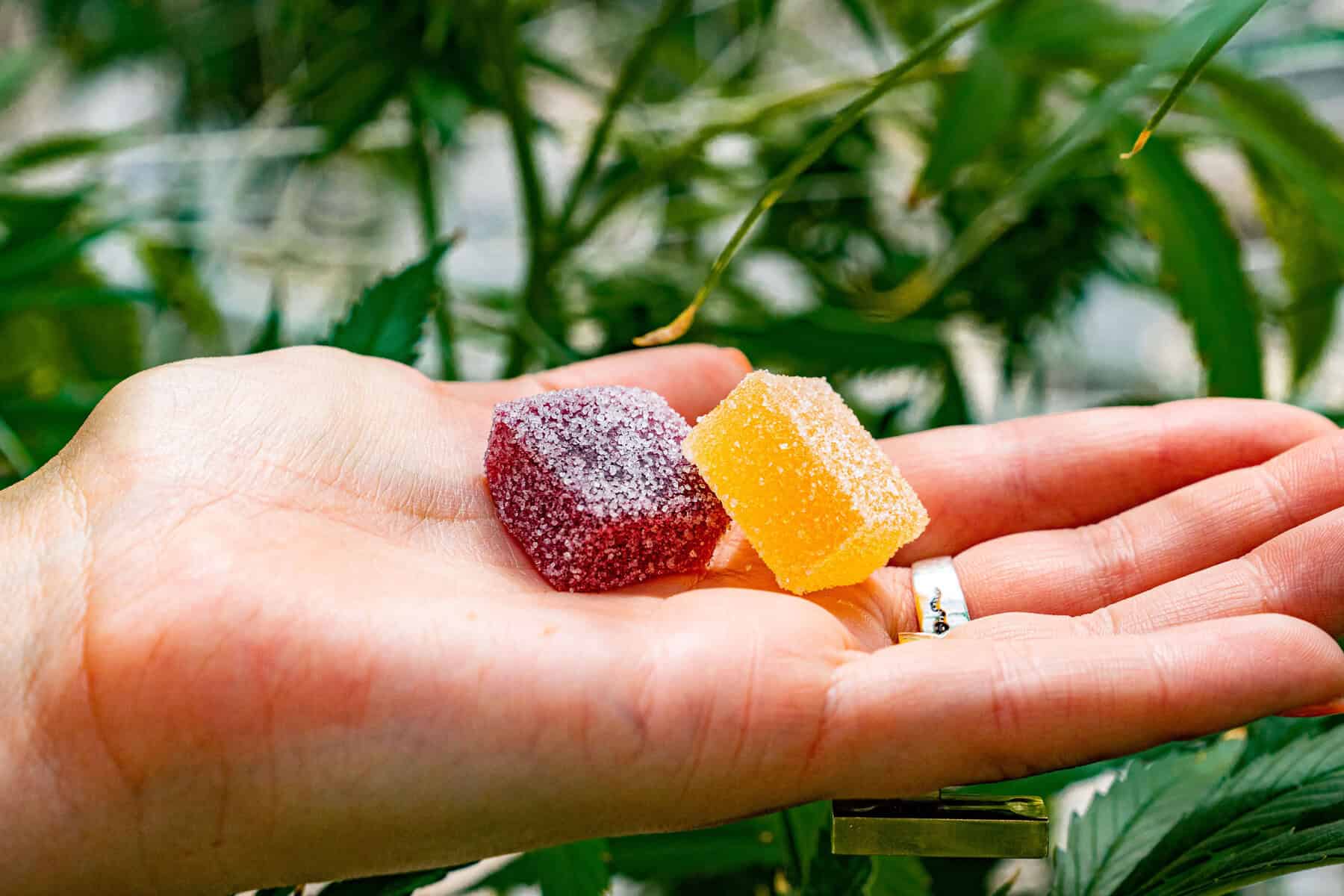 TribeTokes Gummies