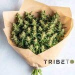 TribeTokes Gift Card