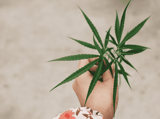 A hand holding a cannabis flower.