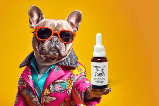 A stylish French Bulldog holding TribeTokes Wild Alaskan Salmon Oil CBD tincture for pets.