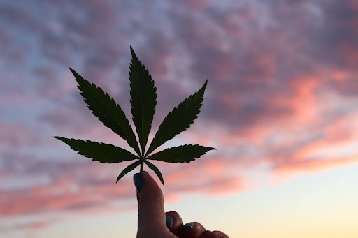 A person holding a cannabis leaf, symbolizing the pain and inflammation relief benefits of THCA.