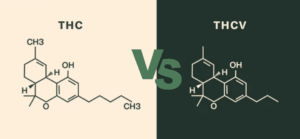 THCV vs THC: The Cannabinoid That Does the Opposite of What You'd Expect