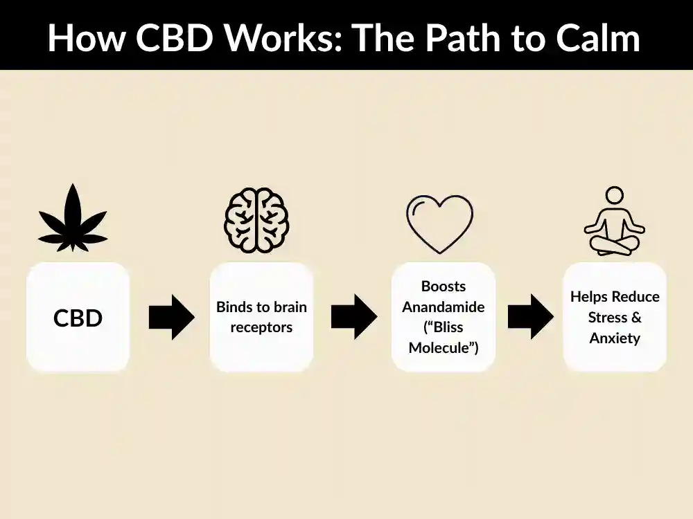 how-cbd-works-for-anxiety-mechanism