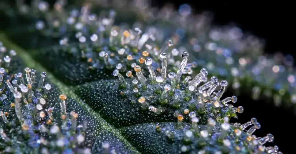 Close-up of cannabis trichomes representing Delta-9 THC, the primary psychoactive cannabinoid in cannabis