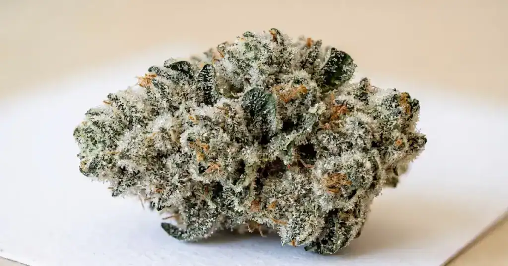 Close-up of THCa hemp flower buds showing dense trichome coverage, representing TribeTokes premium indoor THCa