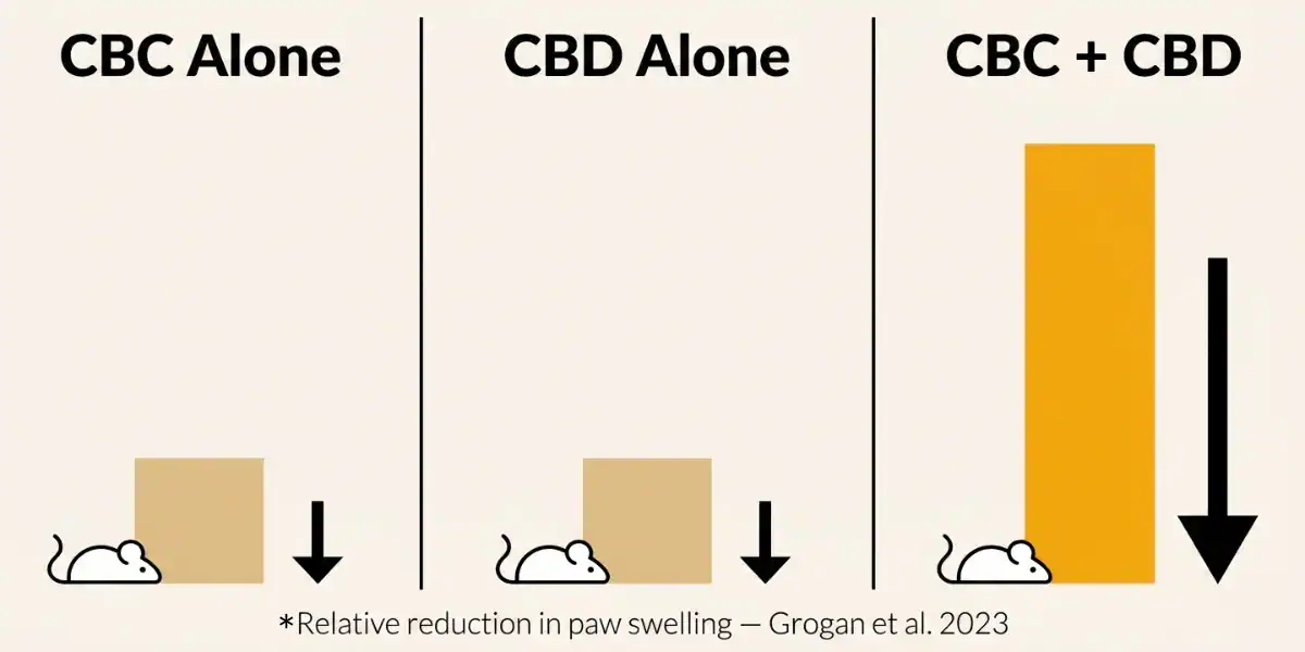 Grogan 2023 study findings infographic showing CBC alone and CBD alone had modest effects while CBC+CBD combination significantly reduced paw swelling in the murine collagen-induced arthritis model between weeks 3 and 5