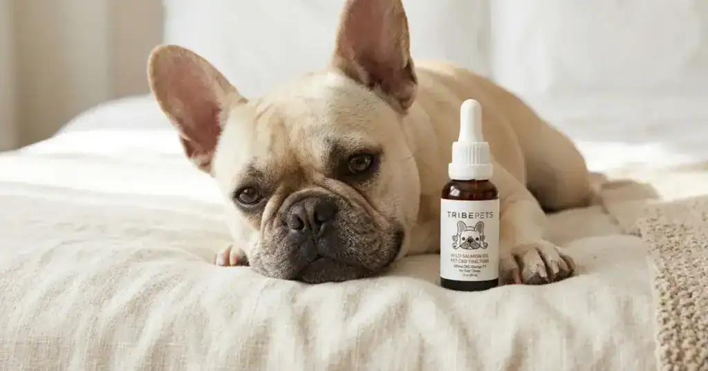TribeTokes CBD oil dosage guide for dogs how much CBD to give your pet by weight