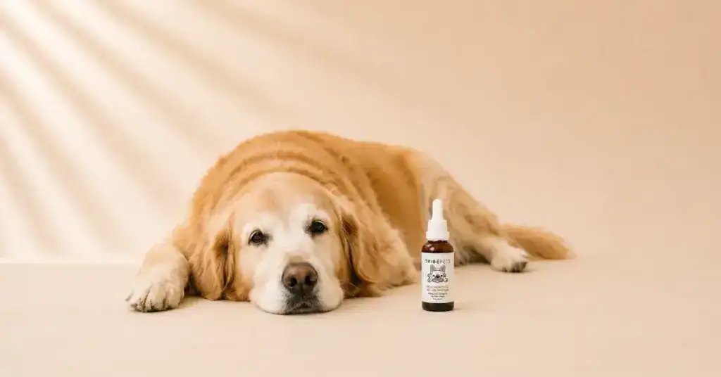 TribePets Wild Salmon Oil CBD Tincture beside a relaxed senior dog on a cream background representing CBD dosing mobility and comfort guide for aging dogs