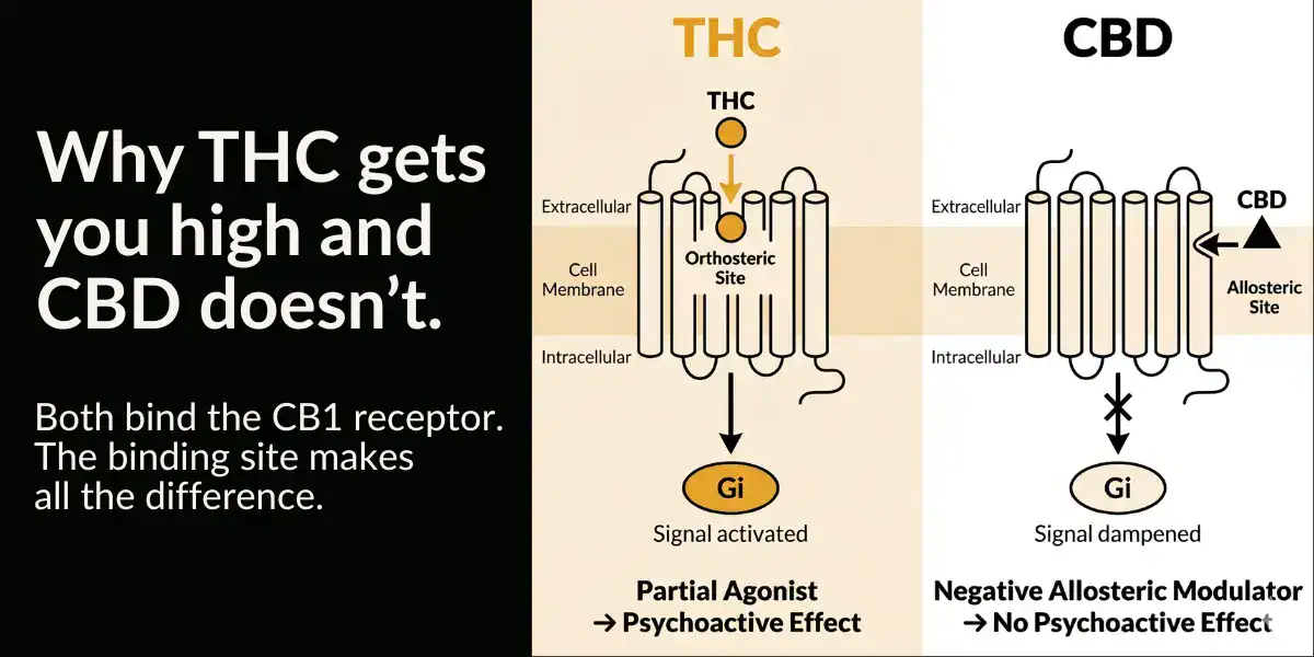 CB1 receptor diagram showing THC binding as a partial agonist at the active site producing psychoactive effects while CBD binds as a negative allosteric modulator at a separate site without producing a high