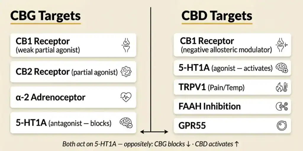 Side-by-side receptor targets for CBG and CBD showing their distinct and overlapping mechanisms at CB1 CB2 alpha-2 adrenoceptor 5-HT1A serotonin TRPV1 FAAH and GPR55 pathways