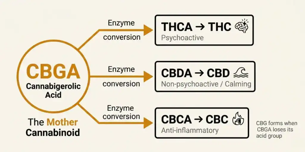 Infographic showing how CBGA cannabigerolic acid is the biosynthetic precursor to THCA and CBDA which convert to THC and CBD illustrating why CBG is called the mother cannabinoid