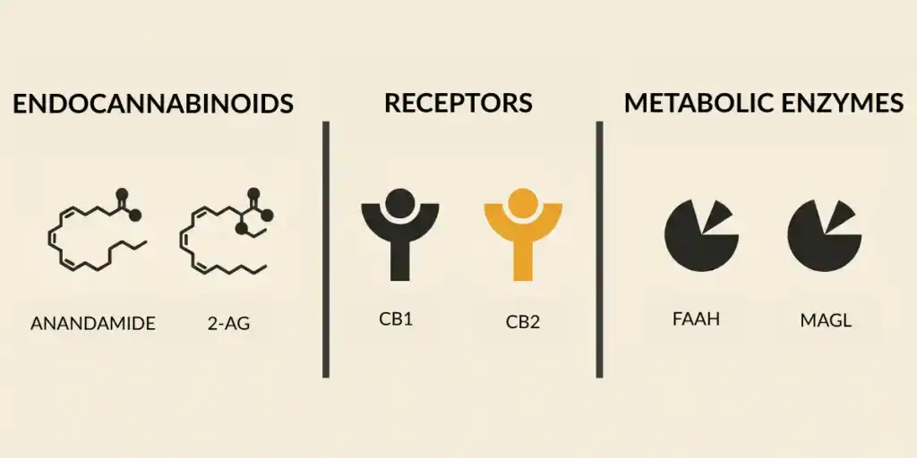 Diagram of the three components of the endocannabinoid system: endocannabinoids anandamide and 2-AG, CB1 and CB2 receptors, and metabolic enzymes FAAH and MAGL