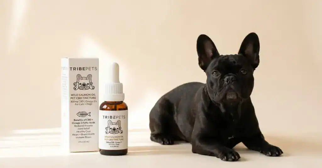 Black French bulldog resting beside TribePets Wild Salmon Oil CBD tincture on a cream background — is CBD safe for pets