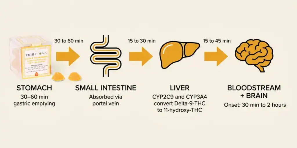 Infographic showing the four stages of THC digestion from stomach to small intestine to liver first-pass metabolism to bloodstream with time ranges and conversion from delta-9-THC to 11-hydroxy-THC labeled at each stage