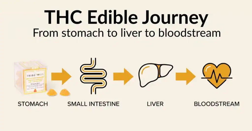 Illustration of the human digestive tract showing the journey of a THC edible from stomach to liver to bloodstream with labeled stages for onset absorption metabolism and circulation