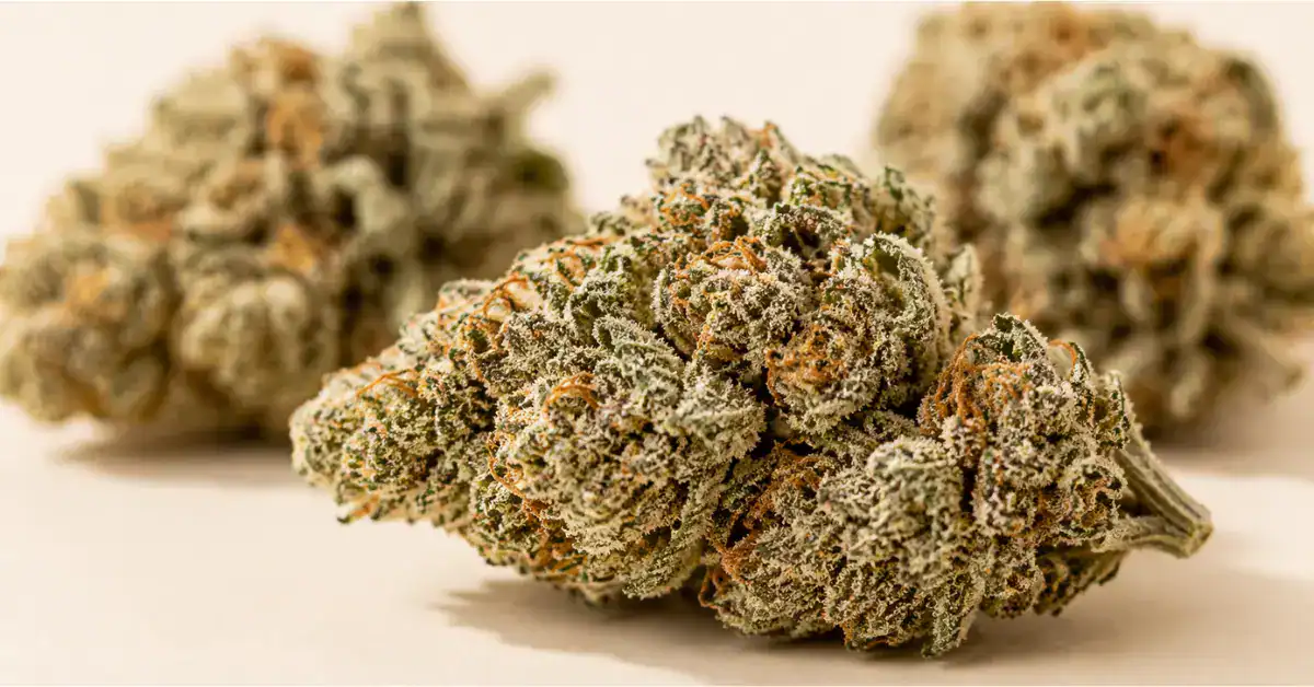 Close-up of THCa hemp flower buds with dense white trichomes on a cream background