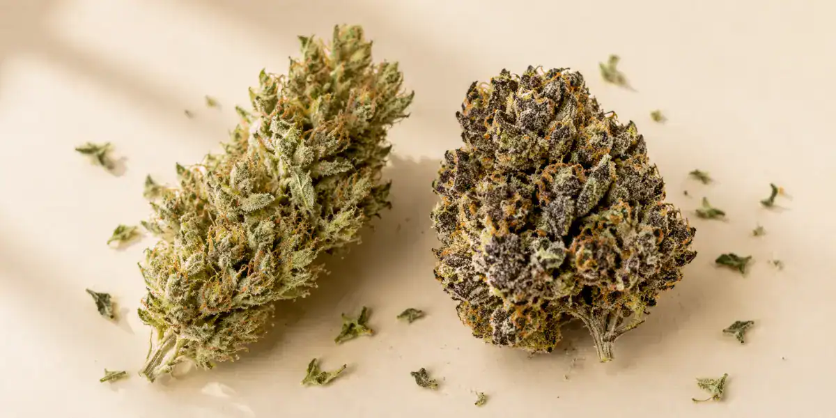 Two THCa hemp flower strains side by side on a cream background showing different colors and trichome density to illustrate strain selection differences between sativa and indica varieties