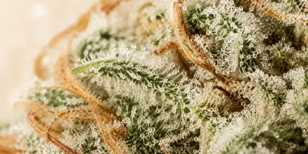 Extreme macro close-up of hemp flower trichomes showing the resinous crystal glands where THCa cannabinoid is produced on the surface of a hemp flower bud