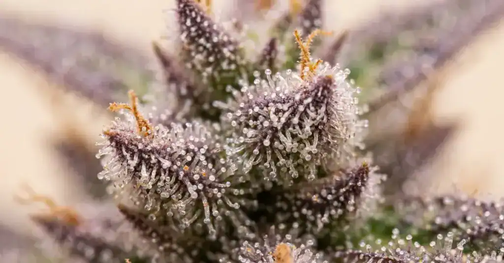 Cannabis trichomes illustrating terpene compounds in cannabis