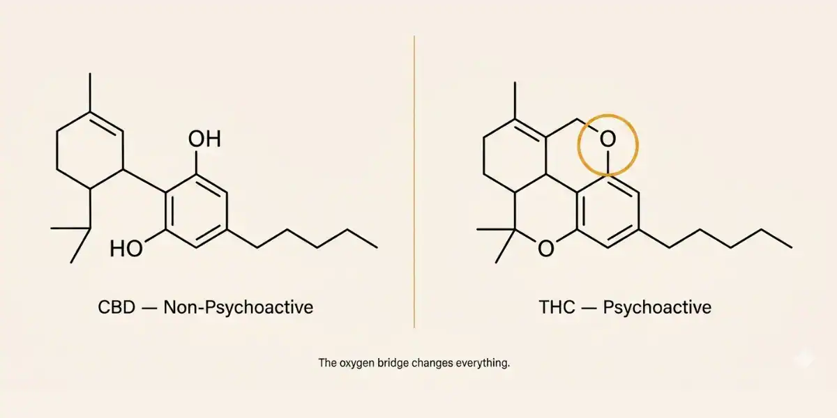 Molecular structure diagram of cannabidiol (CBD) compared to THC, showing how the slight structural difference explains CBD's non-psychoactive properties