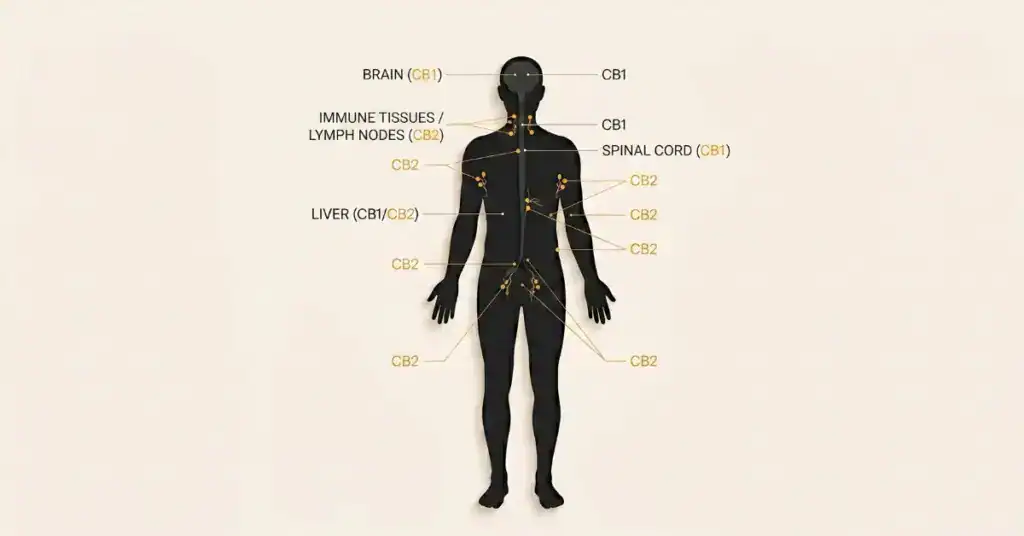 Scientific diagram of the endocannabinoid system showing CB1 and CB2 receptor locations throughout the human body including brain, spinal cord, immune tissues, and peripheral organs
