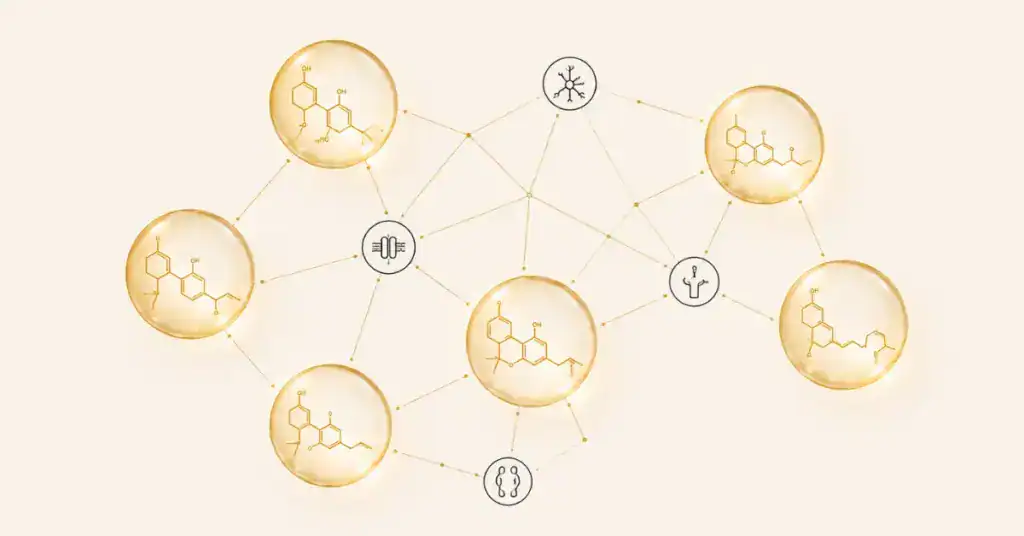 Network diagram of amber cannabinoid molecules connected by gold lines to receptor nodes on a cream background illustrating how cannabinoids like CBD THC CBG and CBN interact through synergy