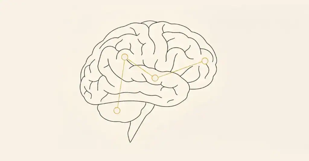 Line drawing of a human brain in profile with gold nodes marking CB1 receptor locations in the basal ganglia, hippocampus, cerebellum, and prefrontal cortex — notably absent from the brain stem