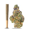 Animal Mints THCa Prerolls 5-Pack | Regular (1.0g) or Mini (0.5g)