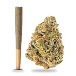 Cheetah Piss THCa Prerolls 5-Pack | Regular (1.0g) or Mini (0.5g)