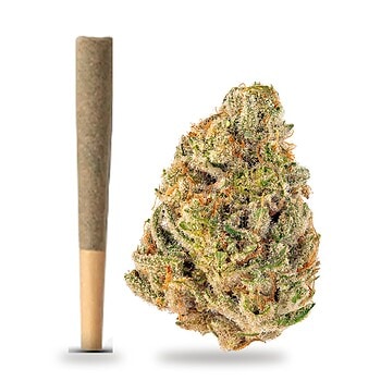 Cheetah Piss THCa preroll beside a cured Cheetah Piss nug