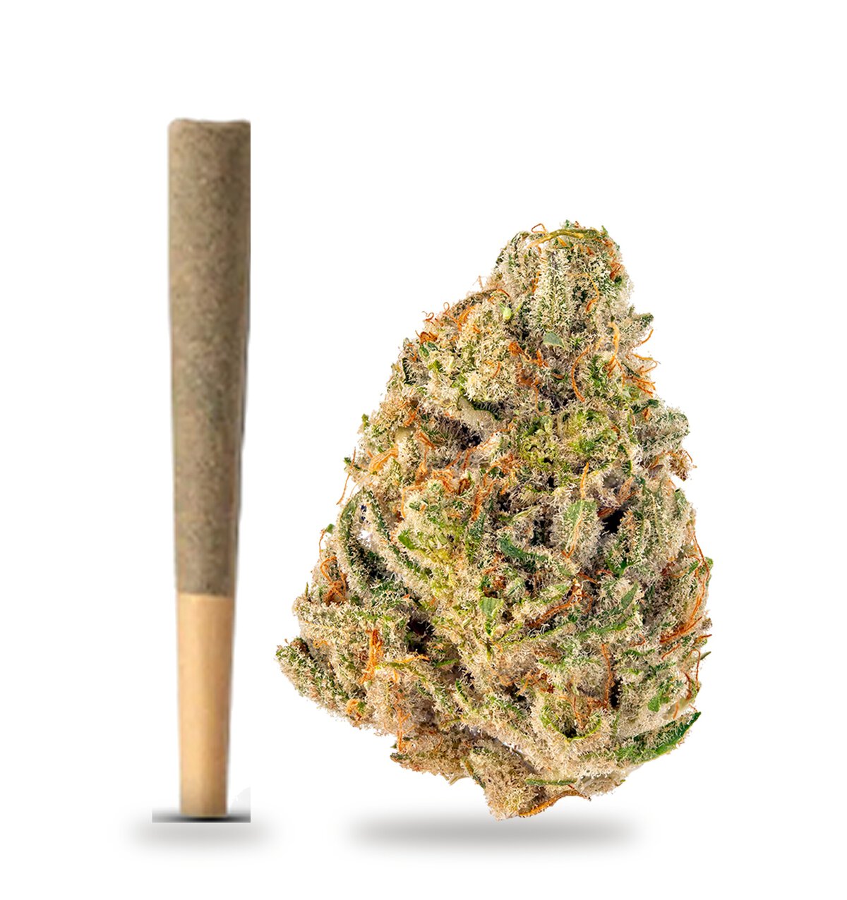 Cheetah Piss strain: TribeTokes whole-flower pre-roll beside a cured Cheetah Piss nug
