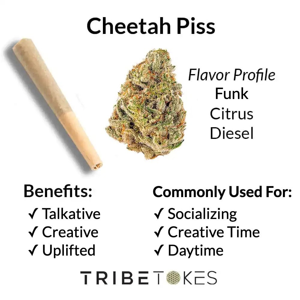 Cheetah Piss THCa flower strain profile card showing funk, citrus and diesel flavour notes