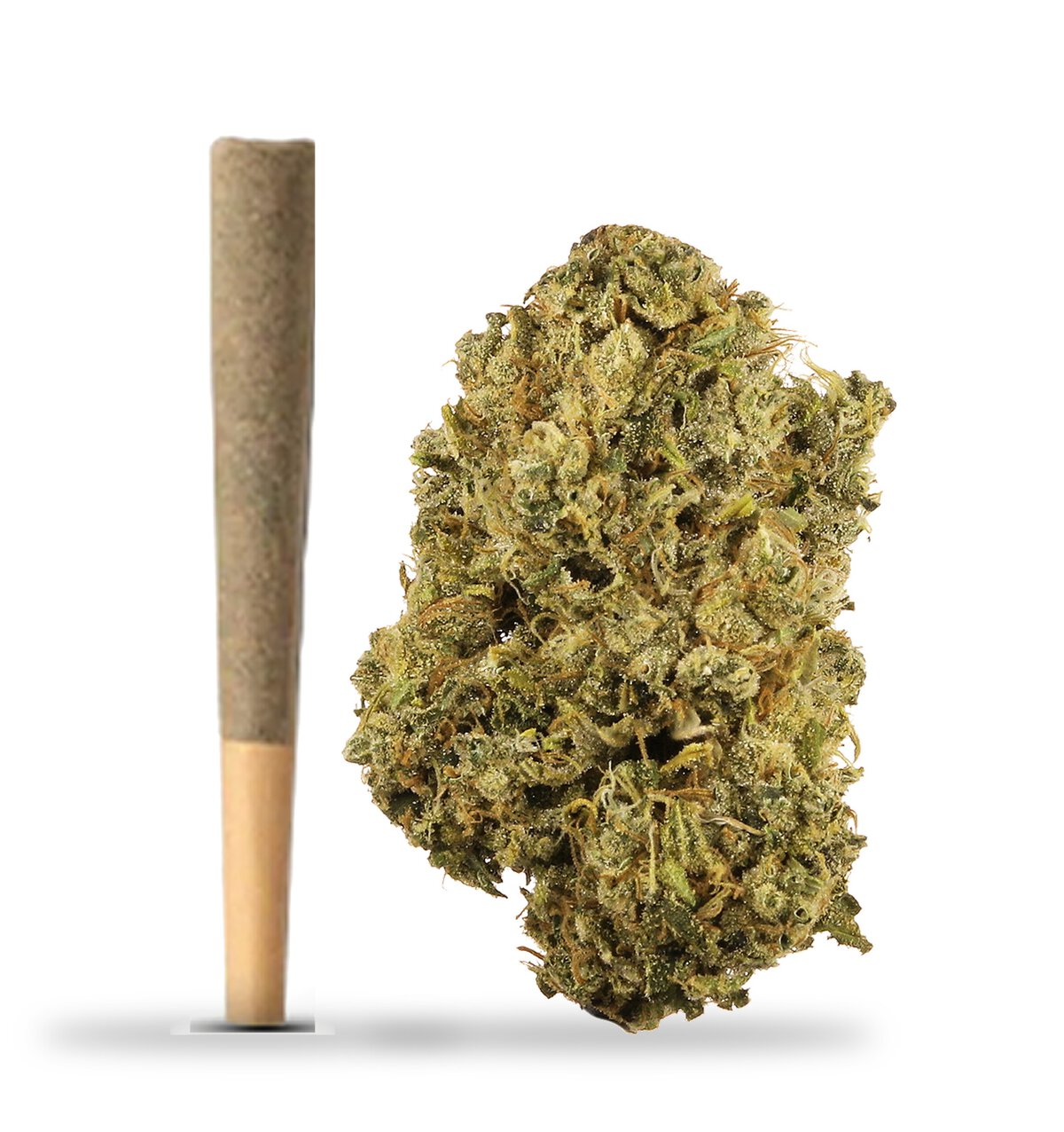 Durban Poison strain: TribeTokes whole-flower pre-roll beside a Durban Poison flower nug on a white background