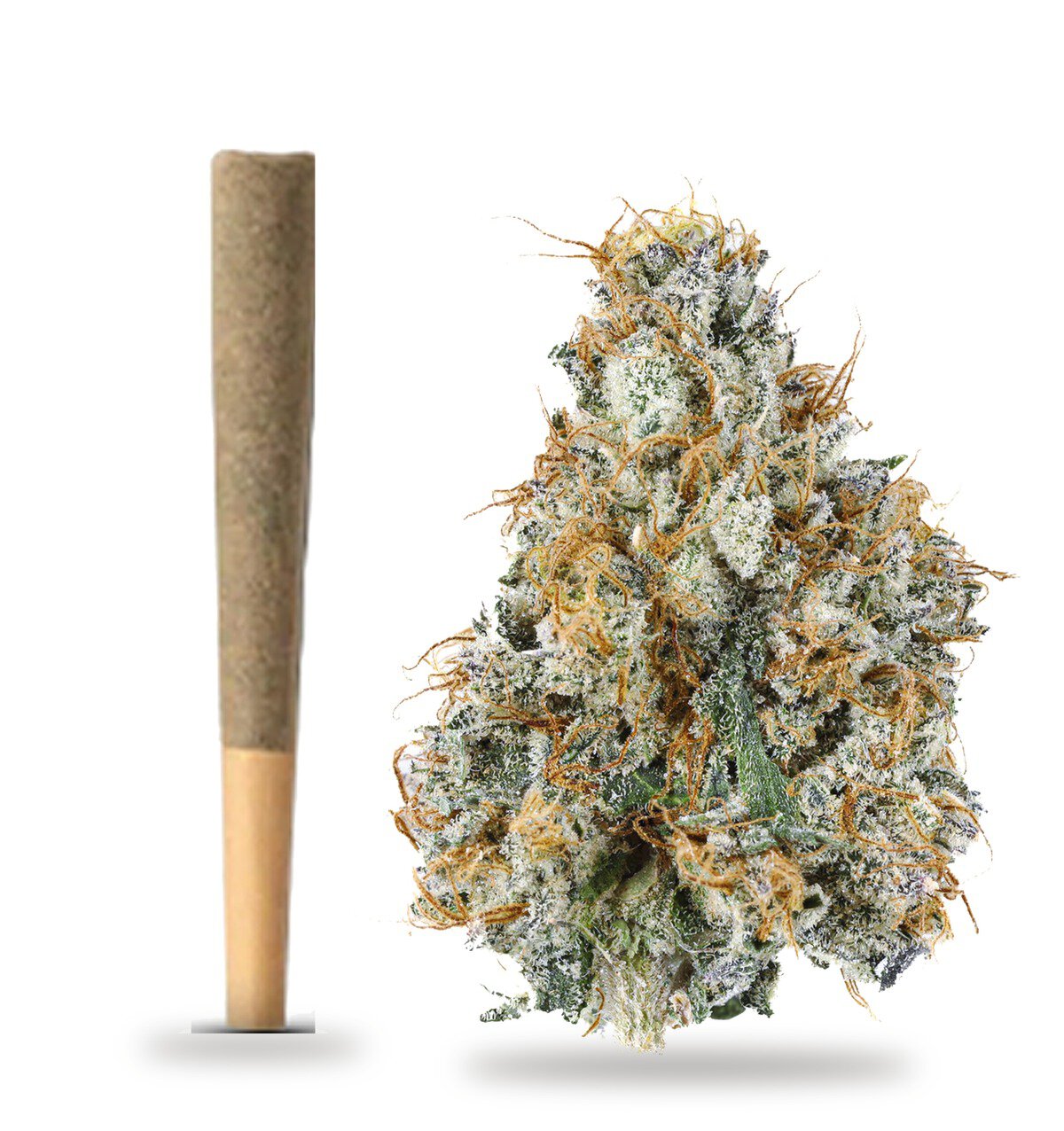 Gary Payton strain: whole-flower pre-roll and cured flower nug