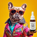 French bulldog in orange sunglasses and a pink floral jacket holding a TribePets wild salmon oil CBD tincture bottle for dogs and cats
