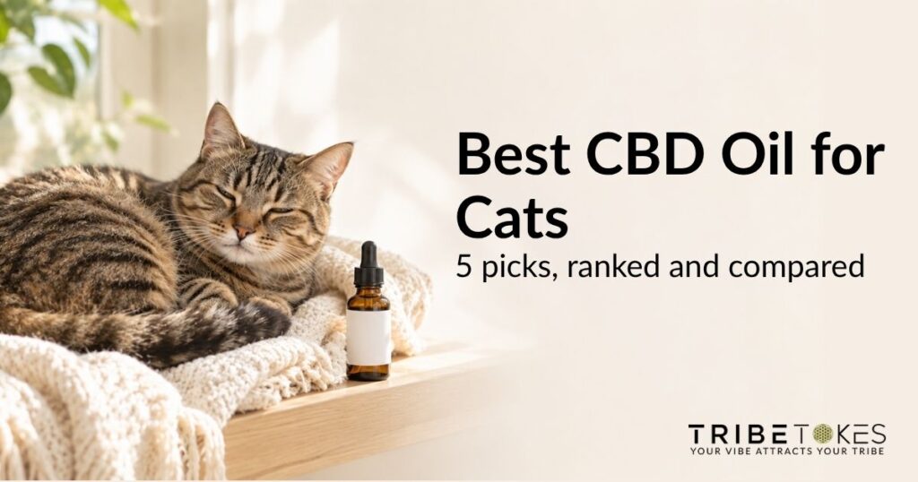 Tabby cat curled up on a cream blanket by a sunny window next to an amber bottle of pet CBD oil