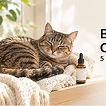 Tabby cat curled up on a cream blanket by a sunny window next to an amber bottle of pet CBD oil
