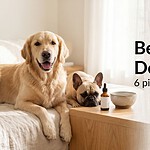 Golden retriever and French Bulldog resting on a cream blanket beside an amber dropper bottle of pet CBD oil