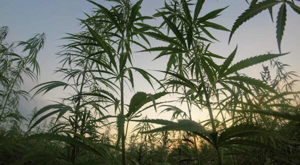 Hemp plants growing in a field at sunset